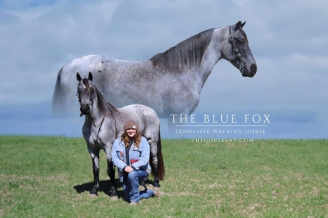 HorseID: 2269970 The Blue Fox - PhotoID: 1040928