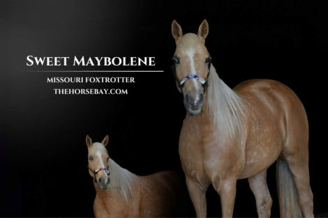 HorseID: 2269977 Sweet Maybolene - PhotoID: 1040932