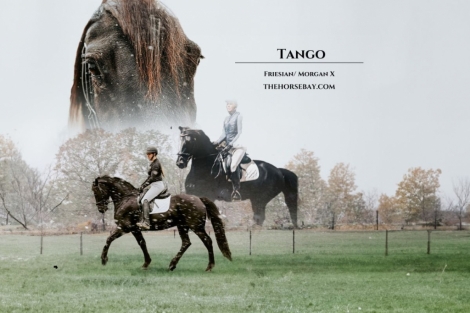 HorseID: 2269996 Tango - PhotoID: 1040952