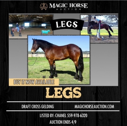 HorseID: 2270004 Legs - PhotoID: 1040962