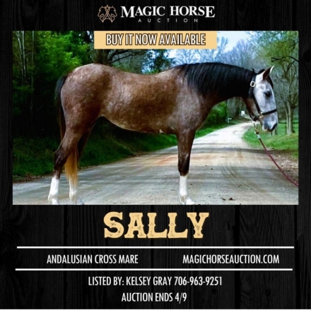 HorseID: 2270006 Silver Sally - PhotoID: 1040963