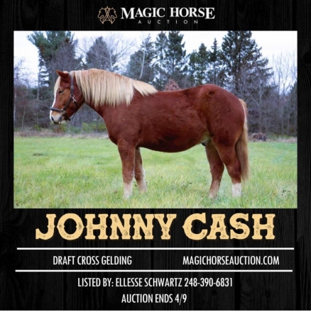 HorseID: 2270007 Johnny Cash - PhotoID: 1040964