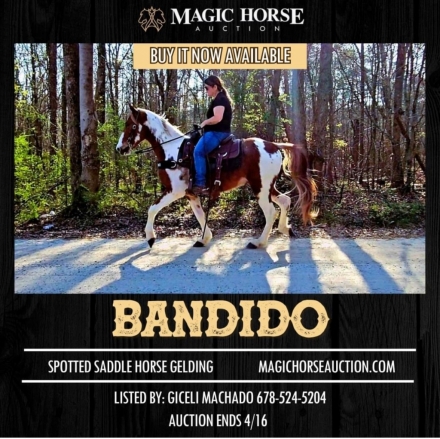 HorseID: 2270010 Bandido - PhotoID: 1040967