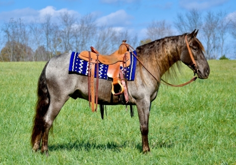 HorseID: 2270026 RAPTOR'S BLUE AS SILVER - PhotoID: 1040990