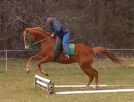 HorseID: 2270222 Serbian Sailor - PhotoID: 1095308