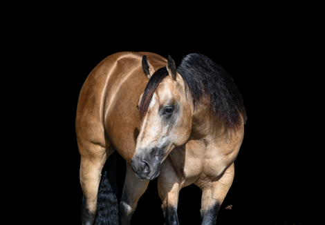 HorseID: 2271746 Tuxedo - PhotoID: 1043303