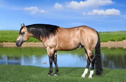 HorseID: 2271746 Tuxedo - PhotoID: 1043304