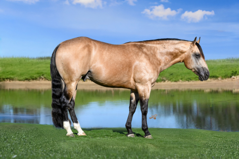 HorseID: 2271746 Tuxedo - PhotoID: 1043305