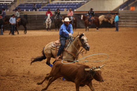 HorseID: 2271746 Tuxedo - PhotoID: 1069856