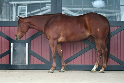 HorseID: 2271747 NF Slippers With Wings - PhotoID: 1089903