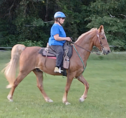 HorseID: 2271830 Jazz - PhotoID: 1095492