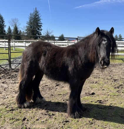 HorseID: 2272780 Moonlit Little Earl - PhotoID: 1085354