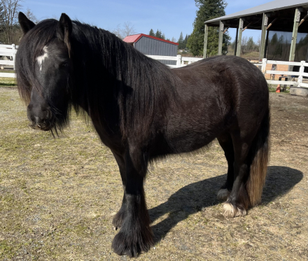 HorseID: 2272780 Moonlit Little Earl - PhotoID: 1085355