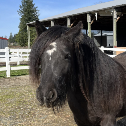 HorseID: 2272780 Moonlit Little Earl - PhotoID: 1085356