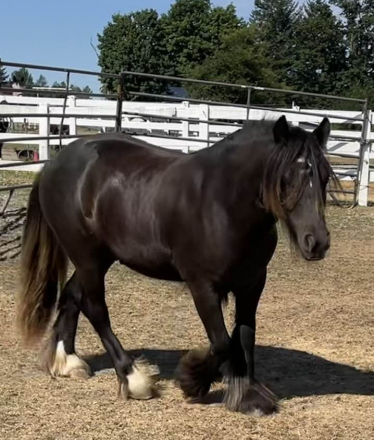 HorseID: 2272780 Moonlit Little Earl - PhotoID: 1085357