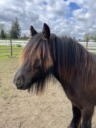 HorseID: 2272780 Moonlit Little Earl - PhotoID: 1085358