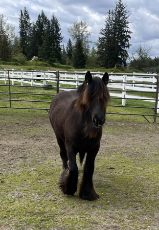 HorseID: 2272780 Moonlit Little Earl - PhotoID: 1085359