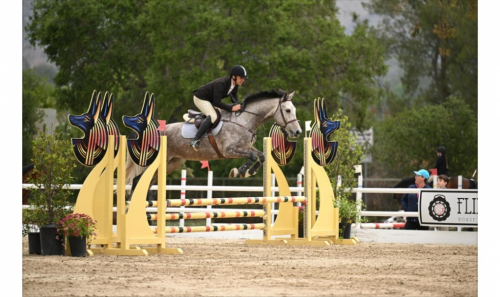 HorseID: 2273925 Jack Jack (JJ) - PhotoID: 1095339