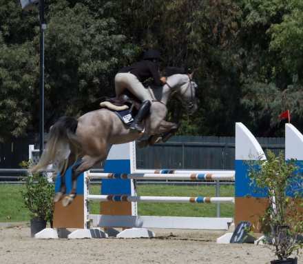 HorseID: 2273925 Jack Jack (JJ) - PhotoID: 1095340