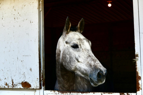 HorseID: 2273925 Jack Jack (JJ) - PhotoID: 1095341