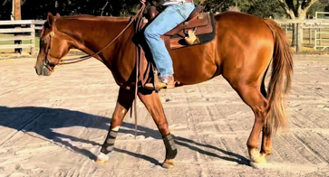 HorseID: 2275397 Kixstart My Heart - PhotoID: 1069074