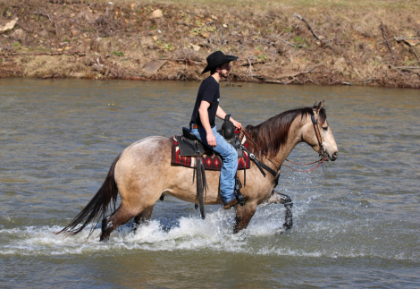 HorseID: 2275753 Lucky Smokey - PhotoID: 1048798
