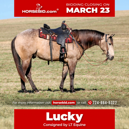 HorseID: 2275753 Lucky Smokey - PhotoID: 1048795