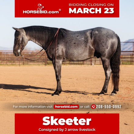 HorseID: 2275754 Boons got the blues - PhotoID: 1048799