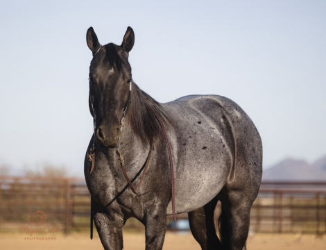 HorseID: 2275754 Boons got the blues - PhotoID: 1048800