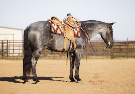 HorseID: 2275754 Boons got the blues - PhotoID: 1067946