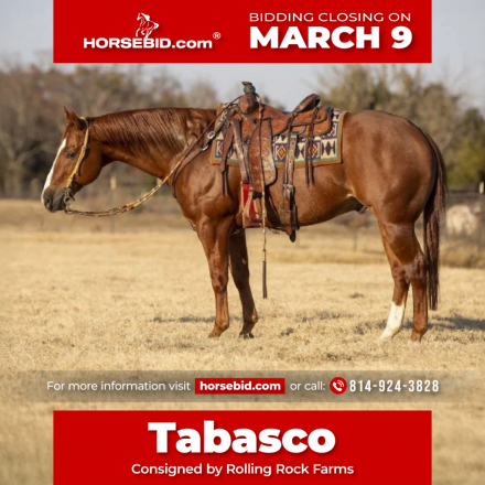 HorseID: 2275761 Elans Smoking Gun - PhotoID: 1048791