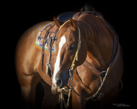 HorseID: 2275761 Elans Smoking Gun - PhotoID: 1048792