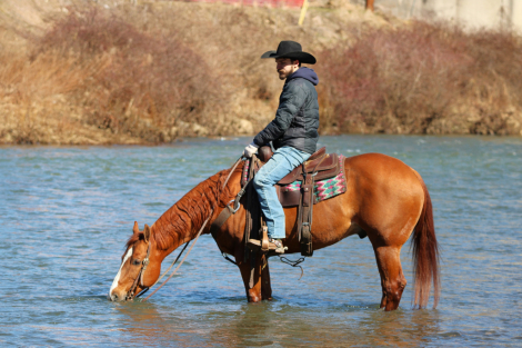 HorseID: 2275761 Elans Smoking Gun - PhotoID: 1070286