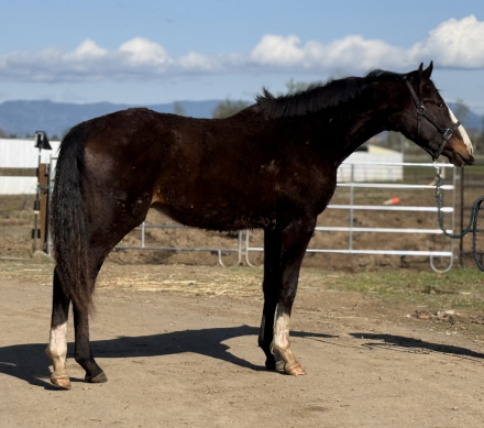 HorseID: 2277897 Dr. Magorian - PhotoID: 1074018