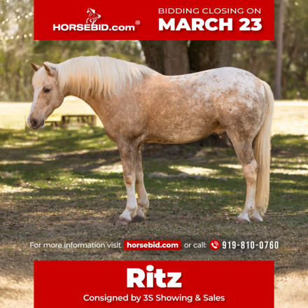 HorseID: 2280895 Ritz - PhotoID: 1055700