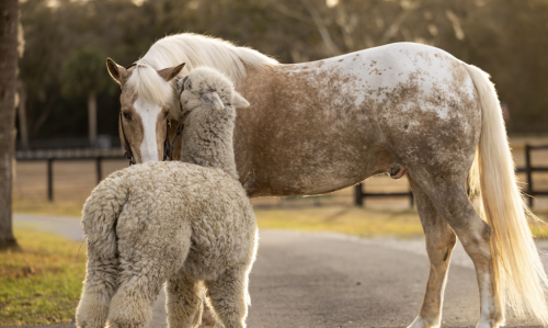 HorseID: 2280895 Ritz - PhotoID: 1055701