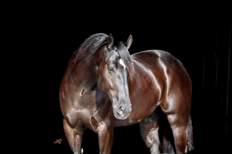 HorseID: 2280899 Duke - PhotoID: 1055720