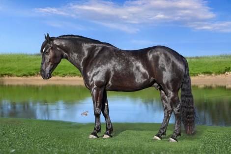 HorseID: 2280899 Duke - PhotoID: 1055721