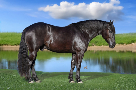 HorseID: 2280899 Duke - PhotoID: 1055722