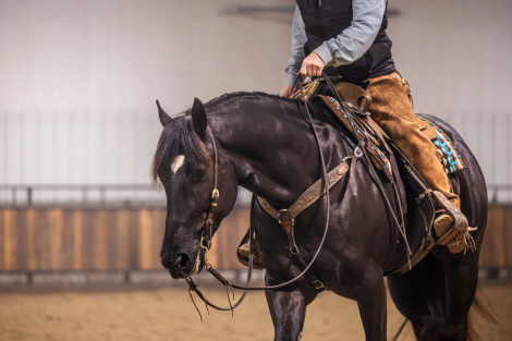 HorseID: 2280899 Duke - PhotoID: 1055723