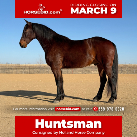 HorseID: 2280901 Huntsman - PhotoID: 1055704