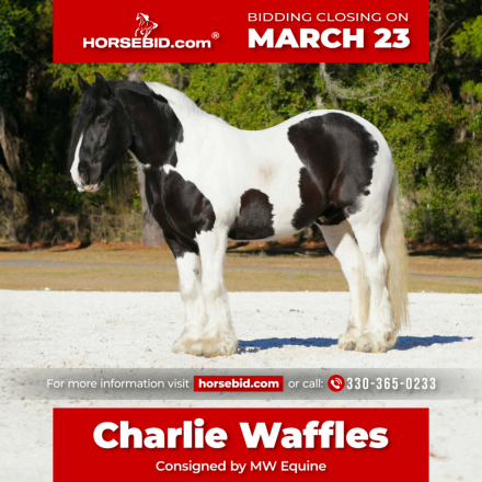 HorseID: 2280904 Charlie Waffles - PhotoID: 1055716