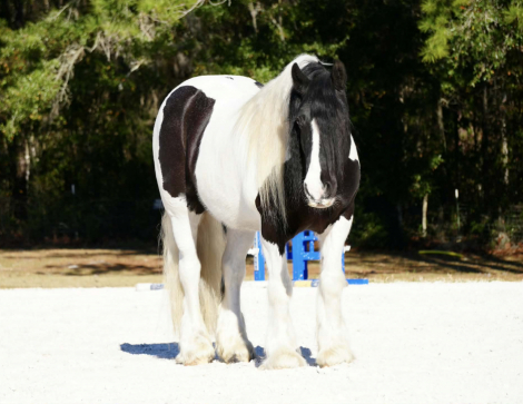 HorseID: 2280904 Charlie Waffles - PhotoID: 1055717