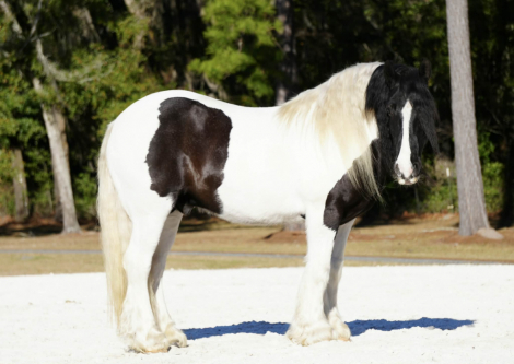 HorseID: 2280904 Charlie Waffles - PhotoID: 1055718