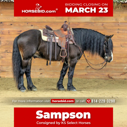 HorseID: 2280905 Sampson - PhotoID: 1055692