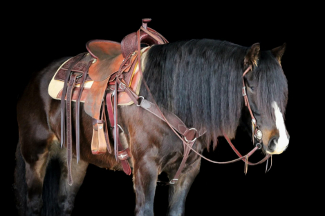 HorseID: 2280905 Sampson - PhotoID: 1055693