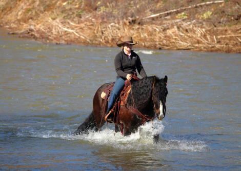 HorseID: 2280905 Sampson - PhotoID: 1055695