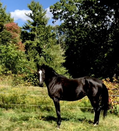 HorseID: 2285897 Bellissima MHF - PhotoID: 1094481