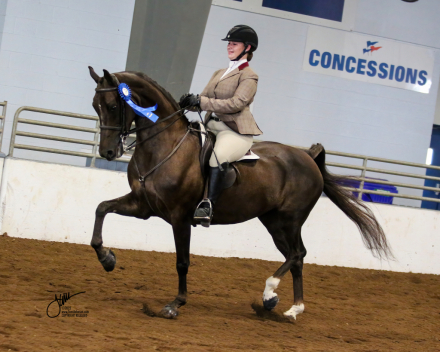 HorseID: 2286383 Disaster’s Suite Mirage - PhotoID: 1070707