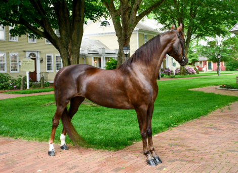 HorseID: 2286383 Disaster’s Suite Mirage - PhotoID: 1070708